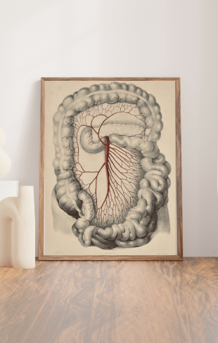 Anatomical Original Wall Art - Vascular Plate 17 - Room Four