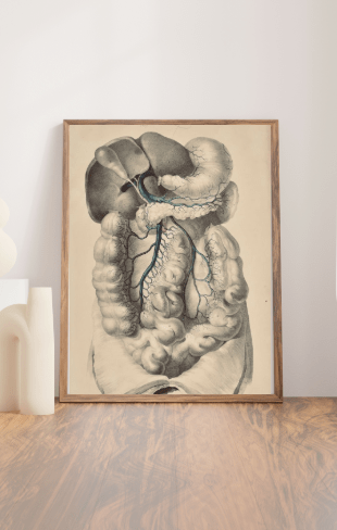Anatomical Original Wall Art - Vascular Plate 44 - Room Four