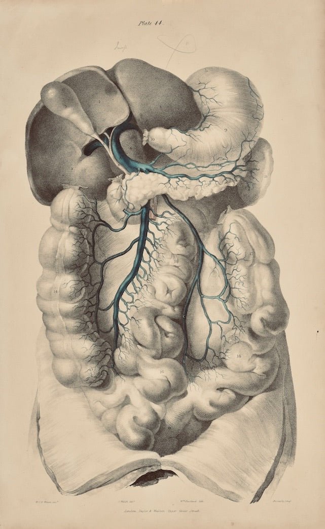 Anatomical Original Wall Art - Vascular Plate 44 - Room Four