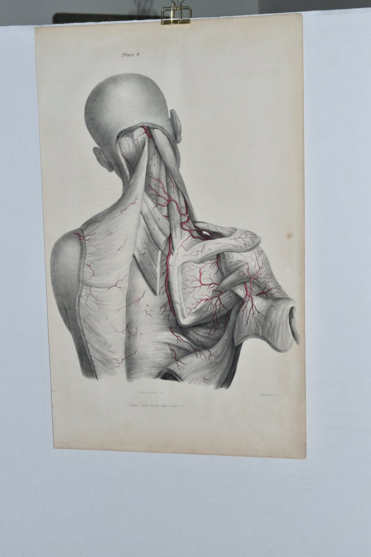 Anatomical Original Wall Art - Vascular Veins of the Head & Neck 8 - Room Four