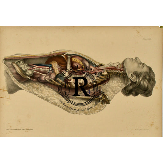 Vintage anatomical illustration of a human body in supine position with dissected torso and neck. Shows internal organs including lungs, heart, liver, stomach, intestines, trachea, and esophagus. Labeled Tab. II from a historical medical atlas. Vintage Supine Anatomy Print — Tab. II | 19th Century Medical Illustration of Torso & Neck Dissection