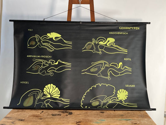 Animal Brain Types Anatomical Educational Wall Chart - Germany - Room Four
