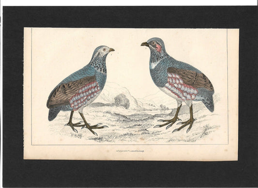 Animated Nature Natural History Original Wall Art - Room Four