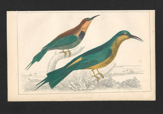 Animated Nature Natural History Original Wall Art - Room Four