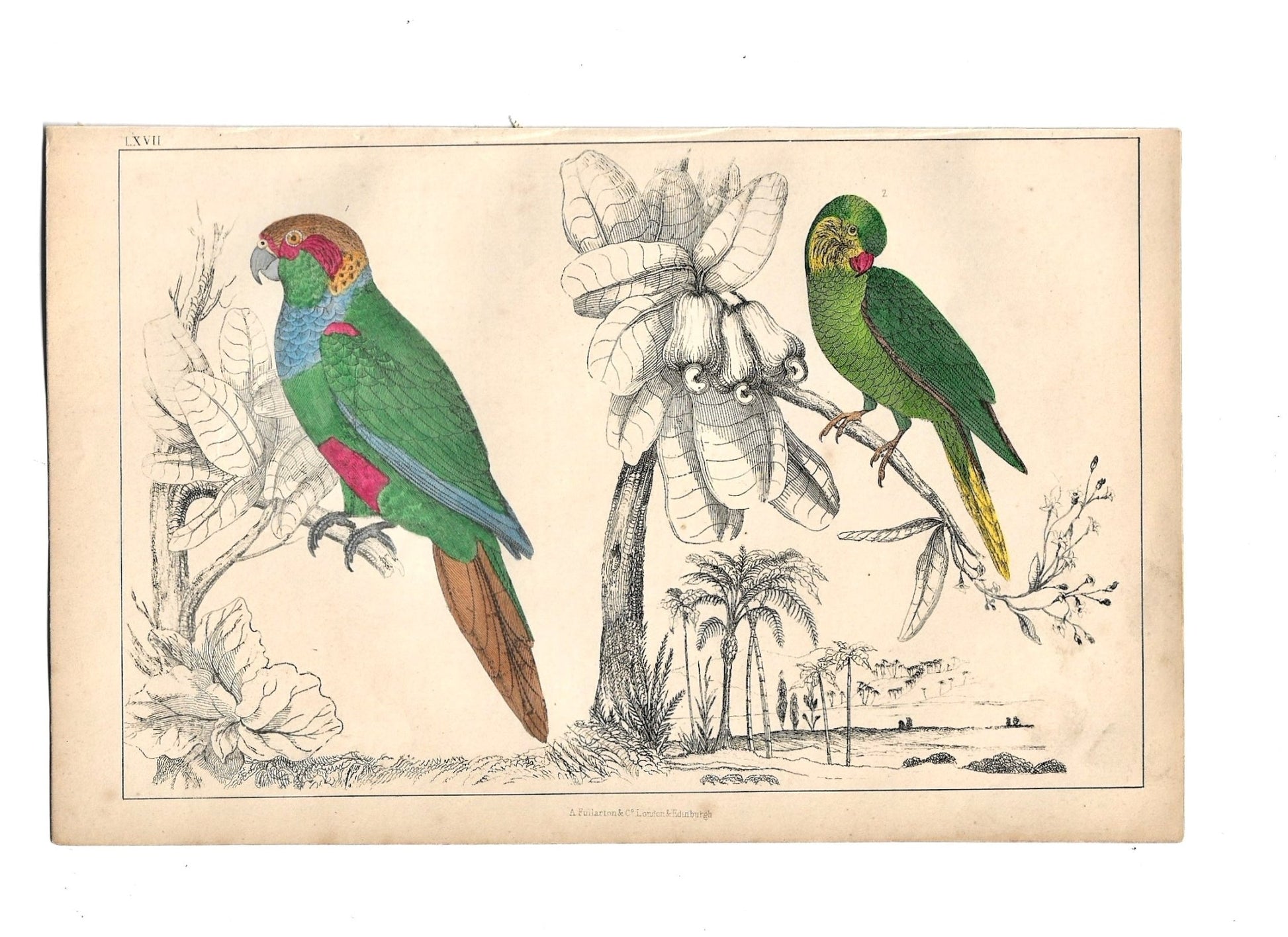 Animated Nature Natural History Original Wall Art - Room Four