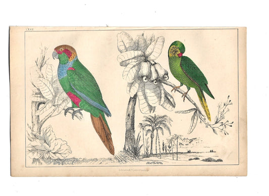 Animated Nature Natural History Original Wall Art - Room Four