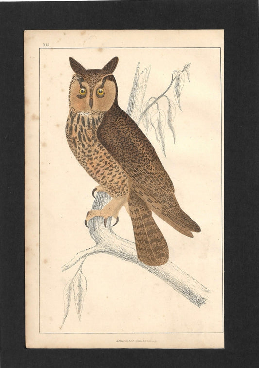 Animated Nature Natural History Original Wall Art - Room Four