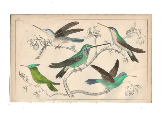 Animated Nature Natural History Original Wall Art - Room Four