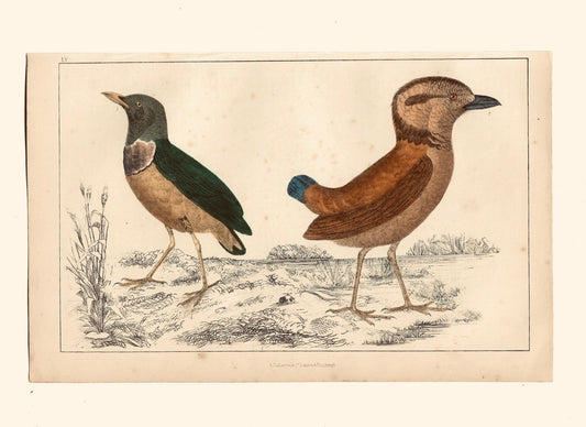 Animated Nature Natural History Original Wall Art - Room Four