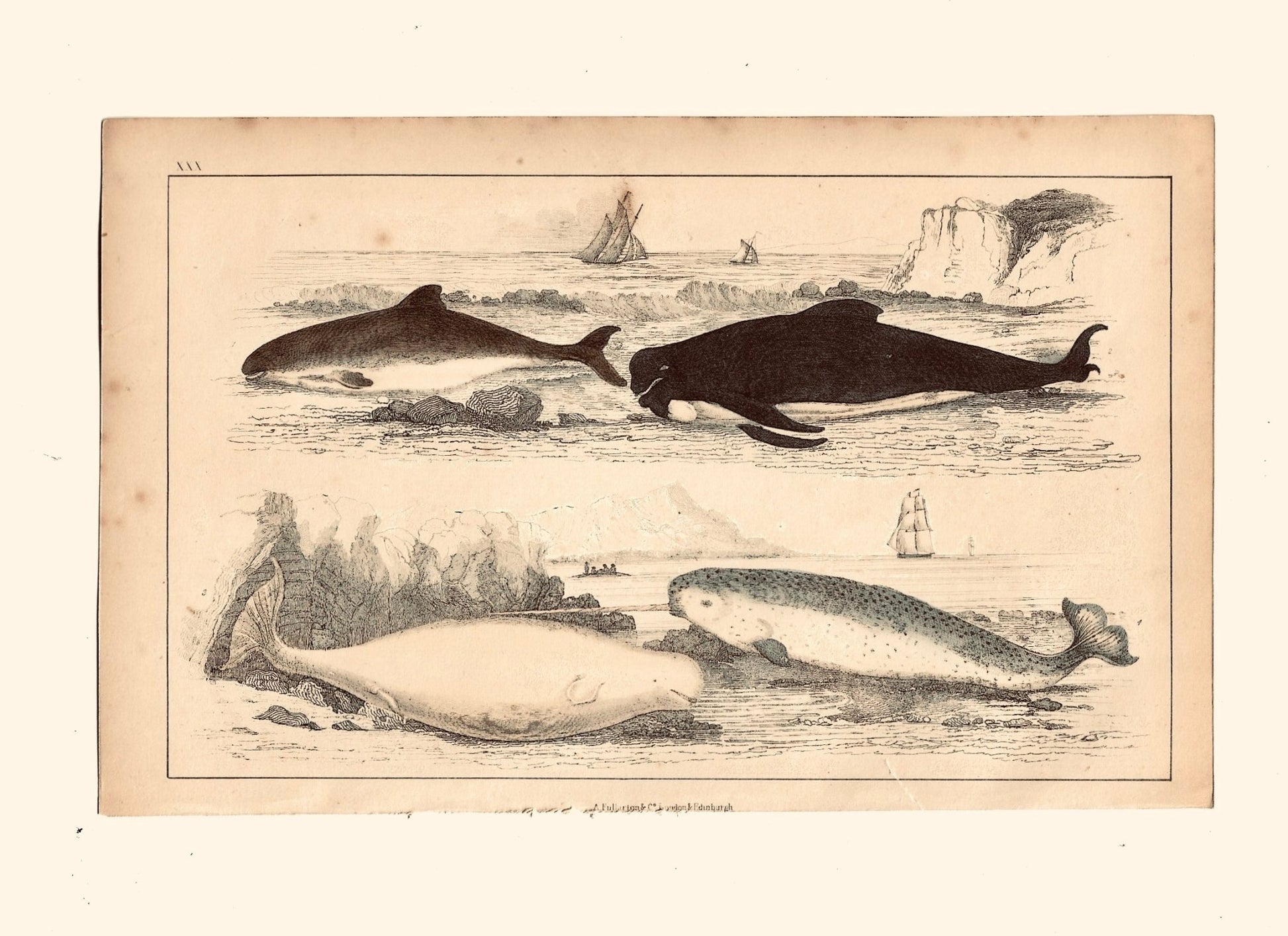 Animated Nature Natural History Original Wall Art - Room Four