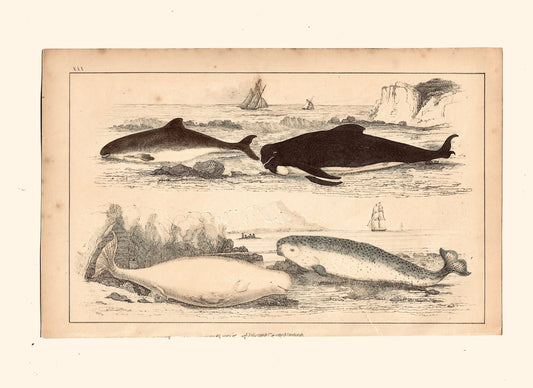 Animated Nature Natural History Original Wall Art - Room Four