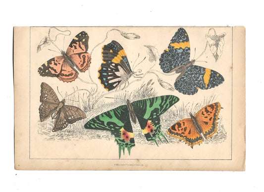 Animated Nature Natural History Original Wall Art - Room Four
