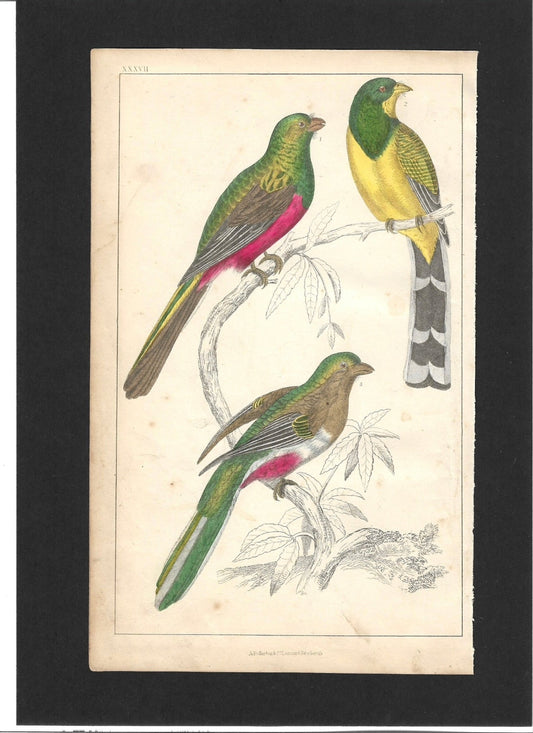 Animated Nature Natural History Original Wall Art - Room Four