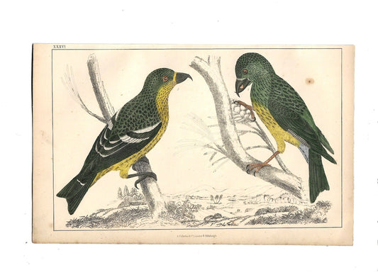 Animated Nature Natural History Original Wall Art - Room Four