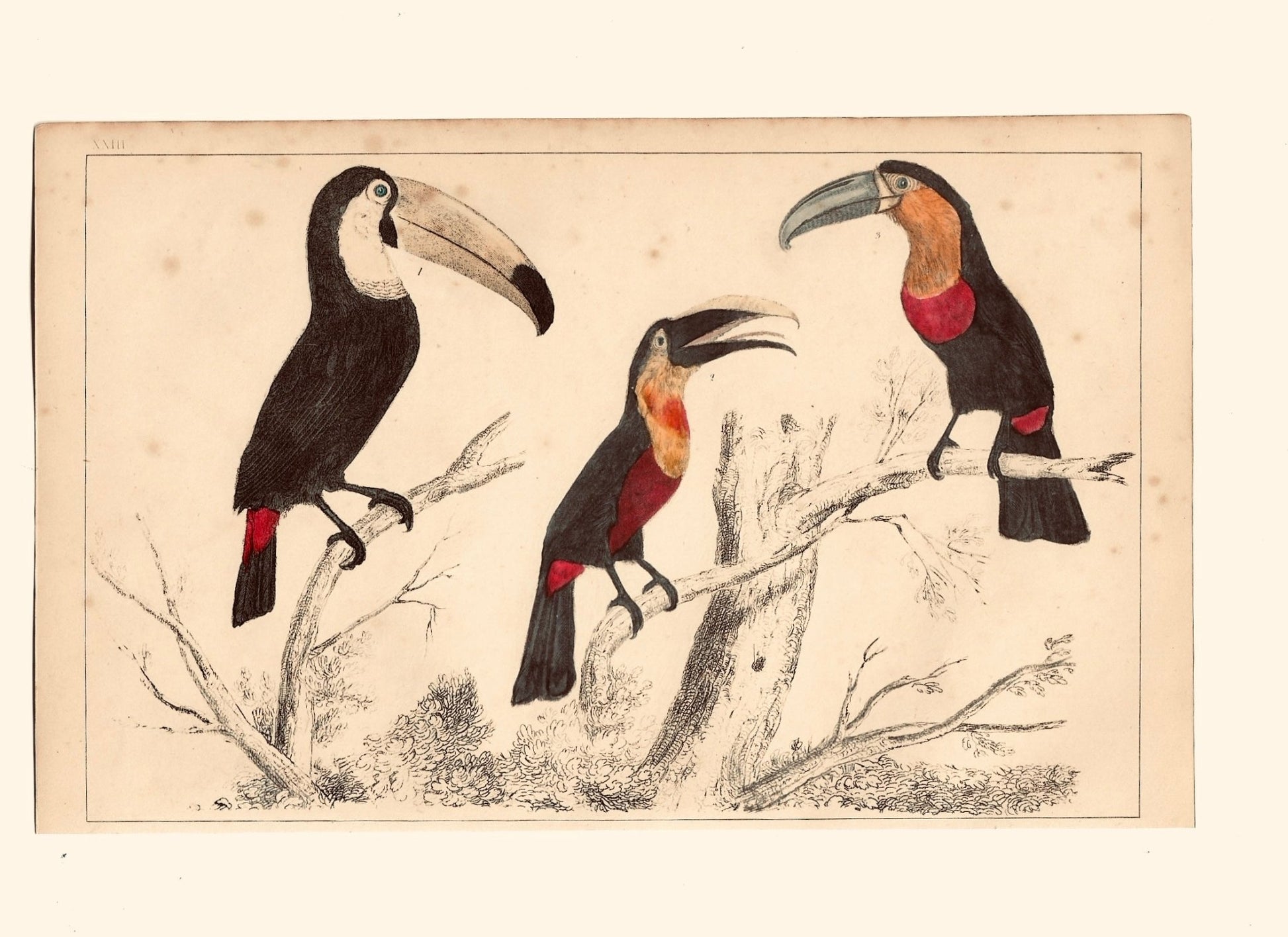 Animated Nature Natural History Original Wall Art - Room Four
