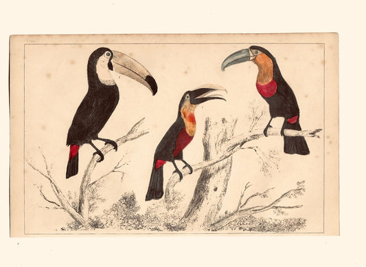 Animated Nature Natural History Original Wall Art - Room Four