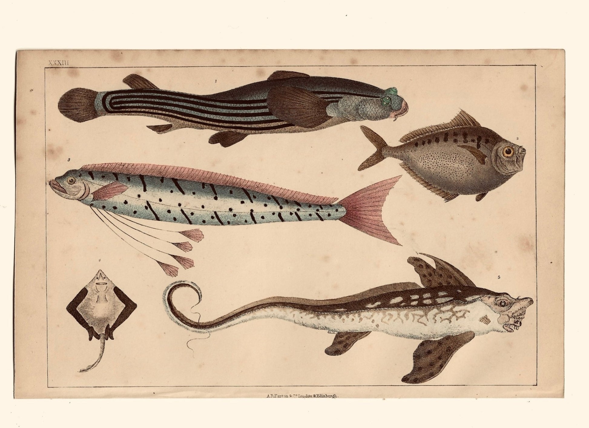 Animated Nature Natural History Original Wall Art - Room Four