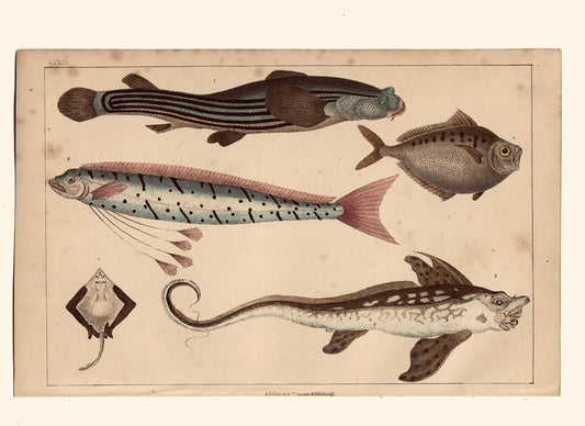 Animated Nature Natural History Original Wall Art - Room Four