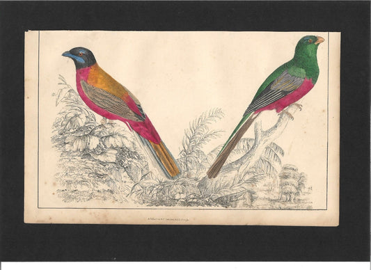 Animated Nature Natural History Original Wall Art - Room Four