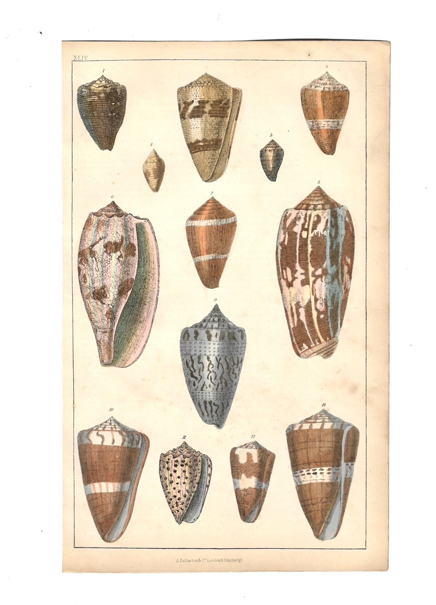 Animated Nature Natural History Original Wall Art - Room Four