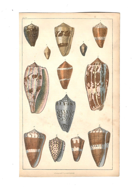 Animated Nature Natural History Original Wall Art - Room Four