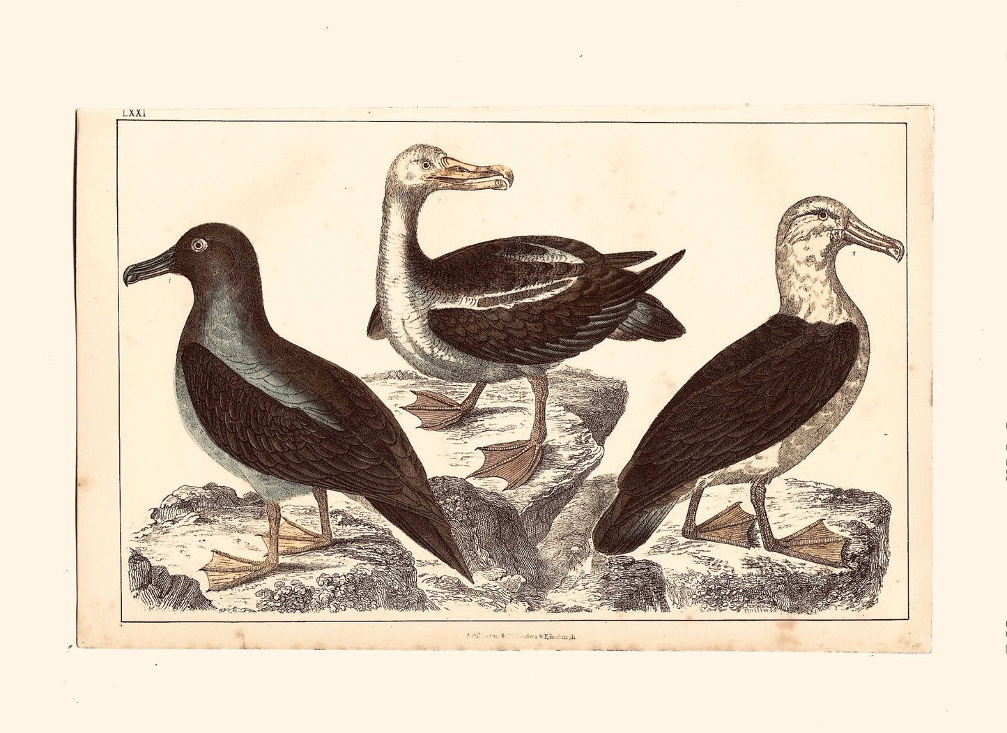 Animated Nature Natural History Original Wall Art - Room Four