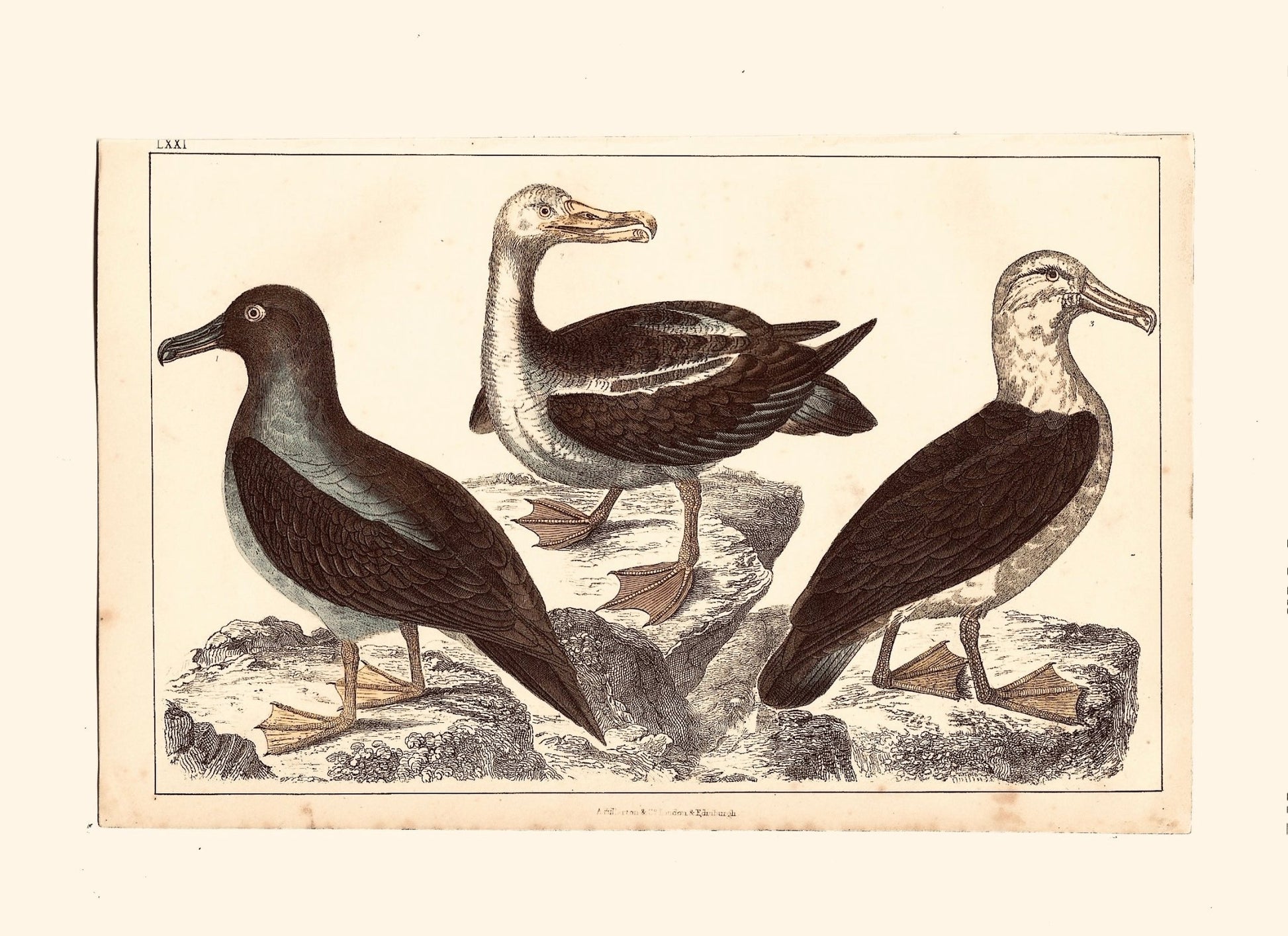 Animated Nature Natural History Original Wall Art - Room Four