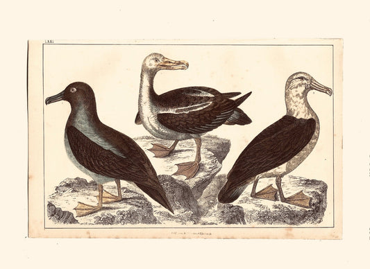 Animated Nature Natural History Original Wall Art - Room Four