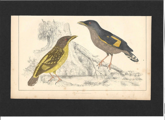 Animated Nature Natural History Original Wall Art - Room Four