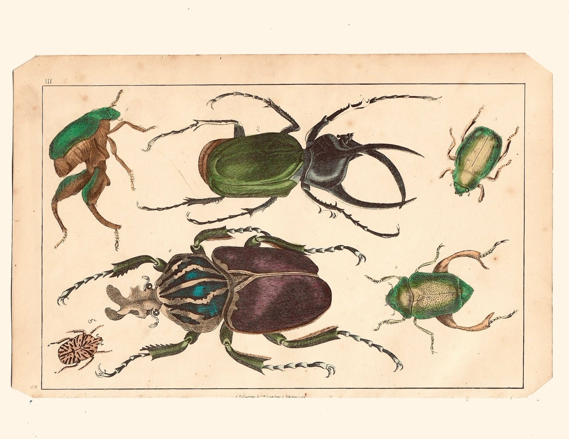 Animated Nature Natural History Original Wall Art - Room Four