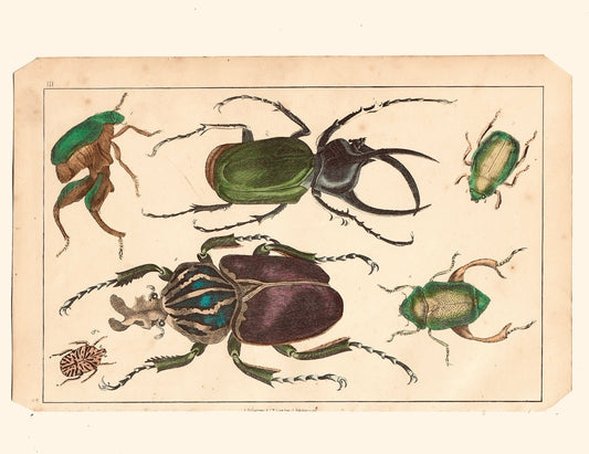 Animated Nature Natural History Original Wall Art - Room Four