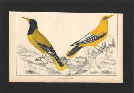 Animated Nature Natural History Original Wall Art - Room Four