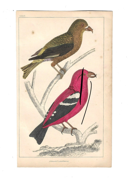 Animated Nature Natural History Original Wall Art - Room Four