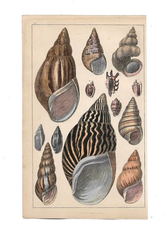Animated Nature Natural History Original Wall Art - Room Four