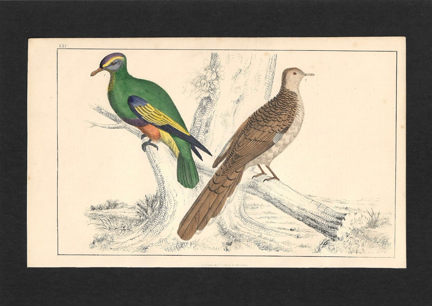 Animated Nature Natural History Original Wall Art - Room Four