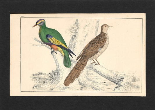 Animated Nature Natural History Original Wall Art - Room Four