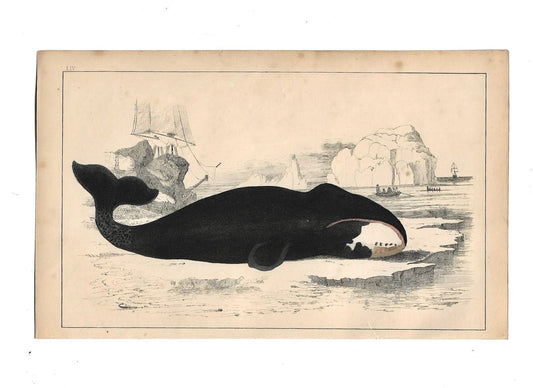 Animated Nature Natural History Original Wall Art - Room Four