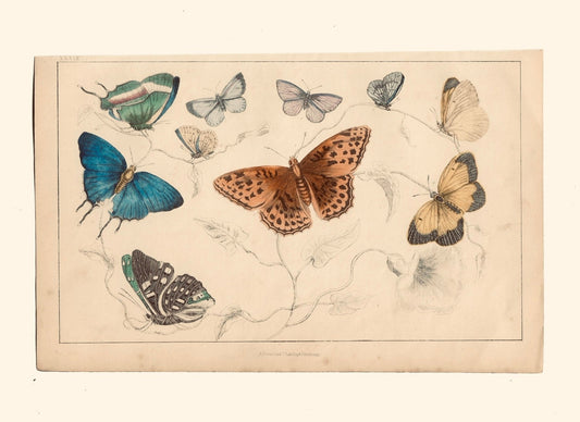 Animated Nature Natural History Original Wall Art - Room Four