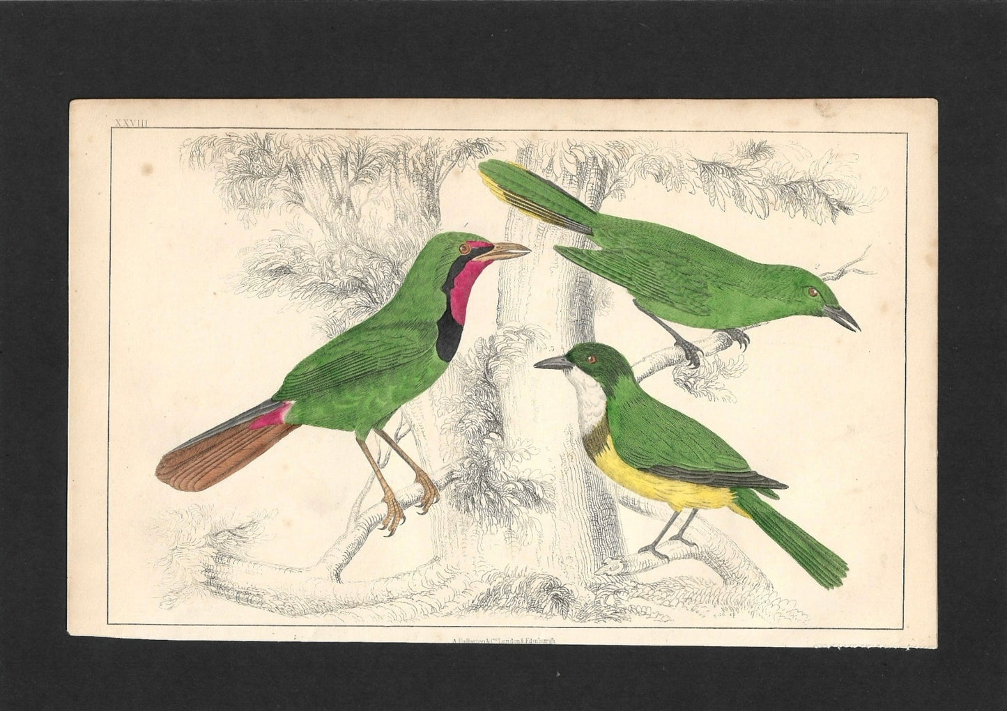Animated Nature Natural History Original Wall Art - Room Four