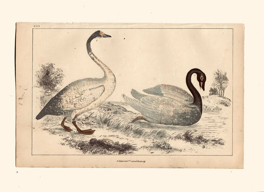 Animated Nature Natural History Original Wall Art - Room Four