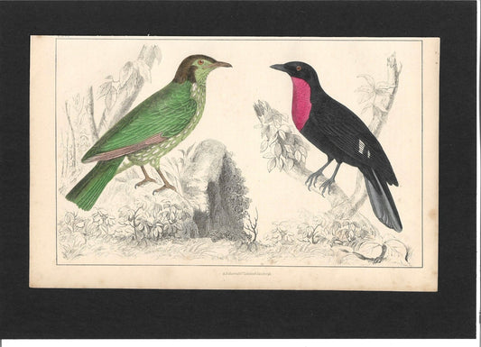 Animated Nature Natural History Original Wall Art - Room Four