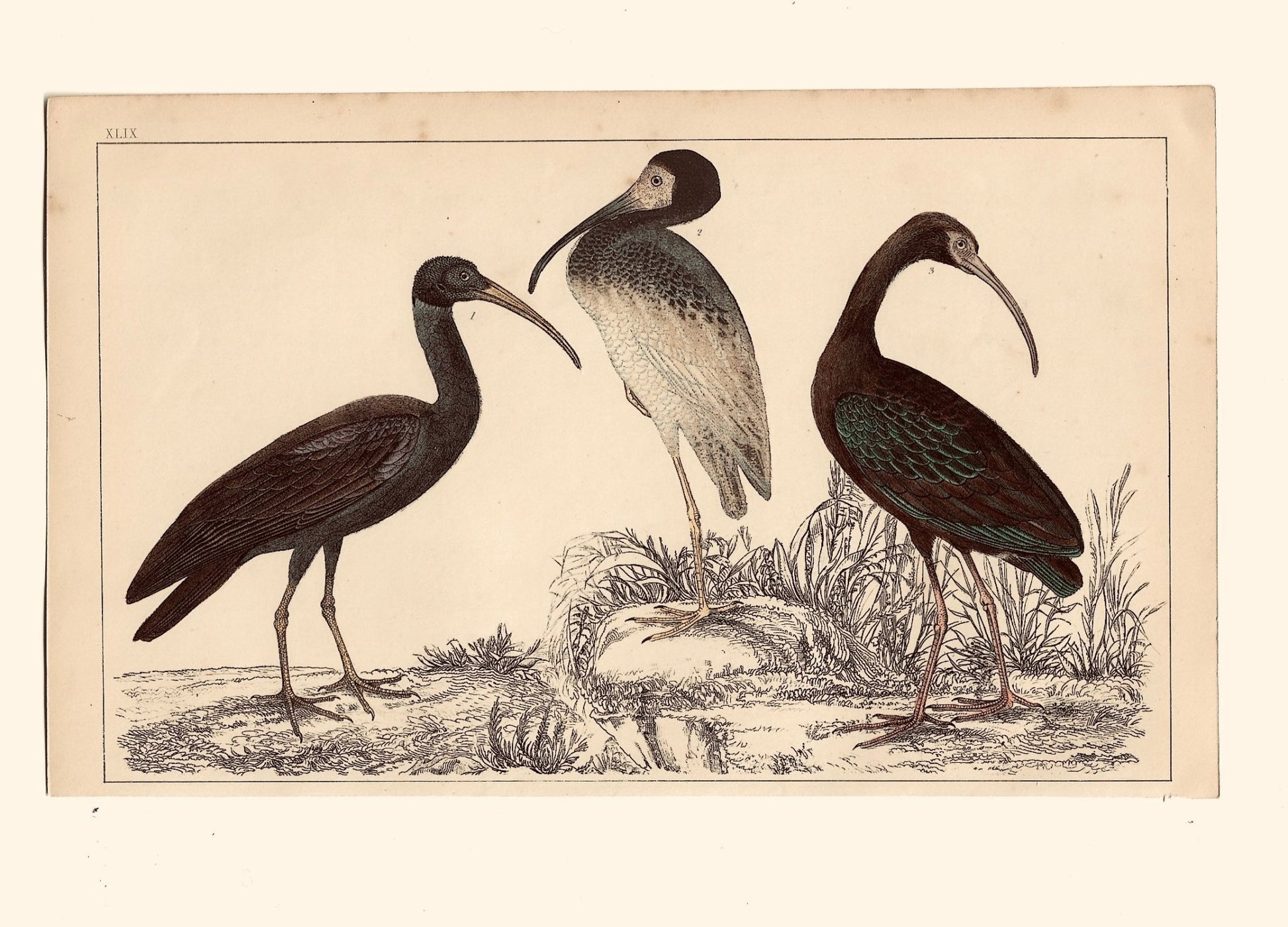 Animated Nature Natural History Original Wall Art - Room Four