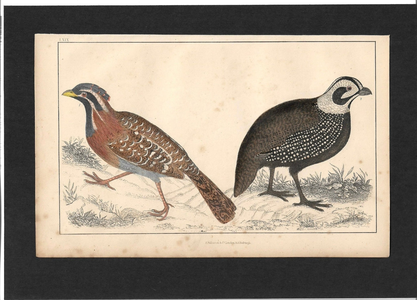 Animated Nature Natural History Original Wall Art - Room Four