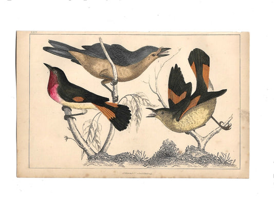 Animated Nature Natural History Original Wall Art - Room Four