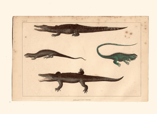 Animated Nature Natural History Original Wall Art - Room Four