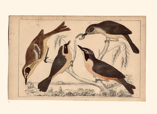 (Animated Nature Natural History Original Wall Art - Room Four