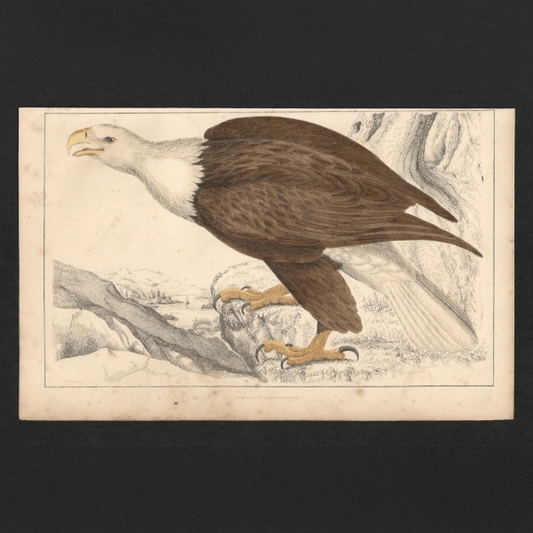Animated Nature Natural History Wall Art Print - Room Four