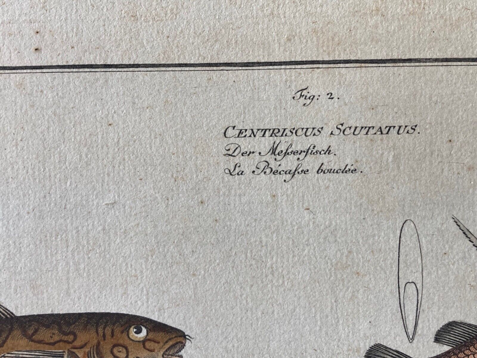 Antique , 18th Century Fish Engraving - Room Four