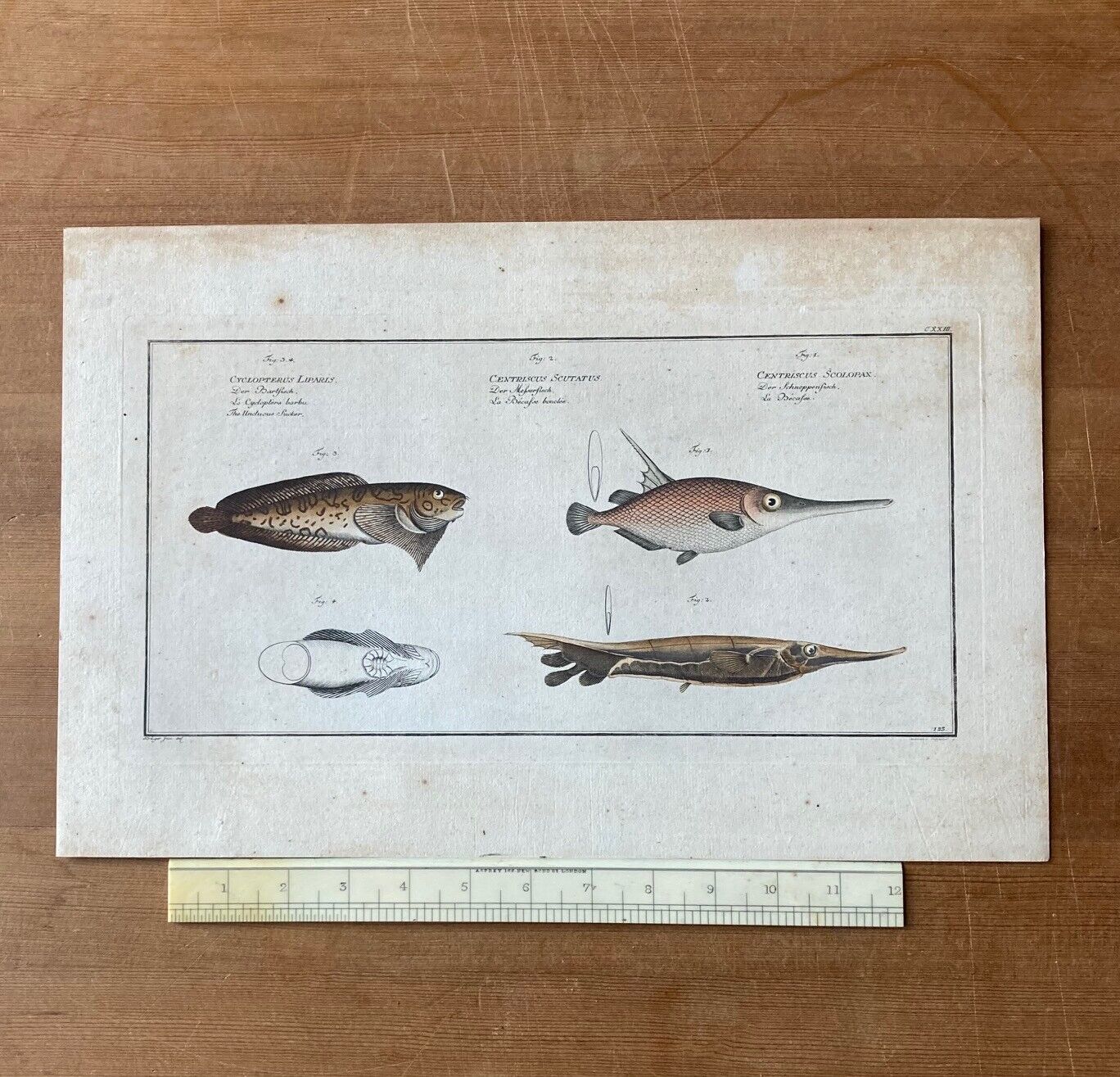 Antique , 18th Century Fish Engraving - Room Four