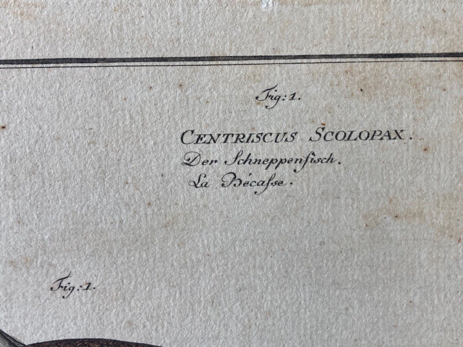 Antique , 18th Century Fish Engraving - Room Four